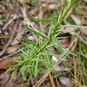 Poranthera corymbosa at Ulladulla, NSW - 28 Jul 2023
