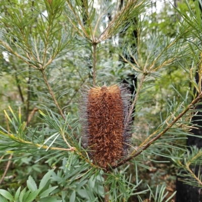 Banksia spinulosa (Hairpin Banksia) at Ulladulla Wildflower Reserve - 28 Jul 2023 by MatthewFrawley