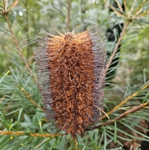 Banksia spinulosa at Ulladulla, NSW - 28 Jul 2023