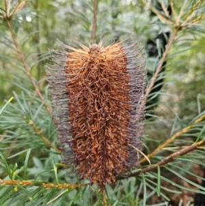 Banksia spinulosa at Ulladulla, NSW - 28 Jul 2023 10:01 AM