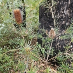 Banksia spinulosa at Ulladulla, NSW - 28 Jul 2023