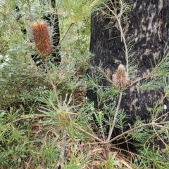 Banksia spinulosa at Ulladulla, NSW - 28 Jul 2023 10:01 AM