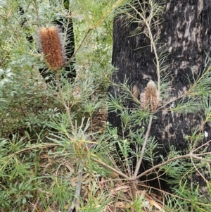 Banksia spinulosa at Ulladulla, NSW - 28 Jul 2023