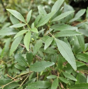 Ceratopetalum gummiferum at Ulladulla, NSW - 28 Jul 2023 10:01 AM