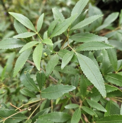 Ceratopetalum gummiferum (New South Wales Christmas-bush, Christmas Bush) at Ulladulla Wildflower Reserve - 28 Jul 2023 by MatthewFrawley