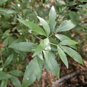 Ceratopetalum gummiferum at Ulladulla, NSW - 28 Jul 2023 10:01 AM