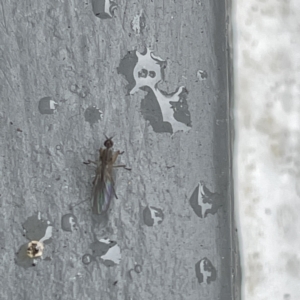 Empididae (family) at Canberra, ACT - 28 Jul 2023