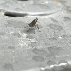 Empididae (family) at Canberra, ACT - 28 Jul 2023 10:18 AM