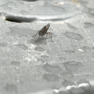 Empididae (family) at Canberra, ACT - 28 Jul 2023