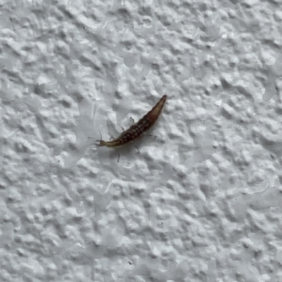 Hemerobiidae sp. (family) (Unidentified brown lacewing) at Canberra, ACT - 28 Jul 2023 by Hejor1