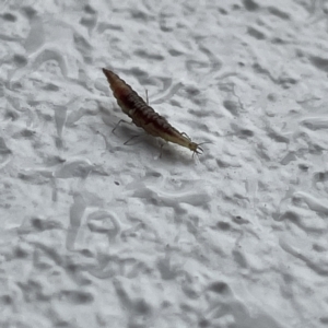 Hemerobiidae sp. (family) at Canberra, ACT - 28 Jul 2023