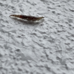 Hemerobiidae sp. (family) at Canberra, ACT - 28 Jul 2023 03:07 PM