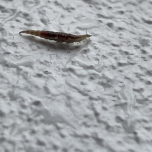 Hemerobiidae sp. (family) at Canberra, ACT - 28 Jul 2023 03:07 PM