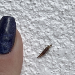 Hemerobiidae sp. (family) at Canberra, ACT - 28 Jul 2023