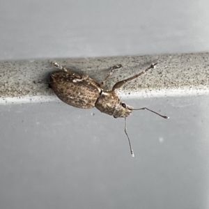 Naupactus cervinus at Canberra, ACT - 28 Jul 2023 10:20 AM