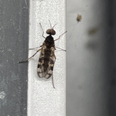 Sylvicola dubius (Wood-gnat) at Canberra, ACT - 28 Jul 2023 by Hejor1