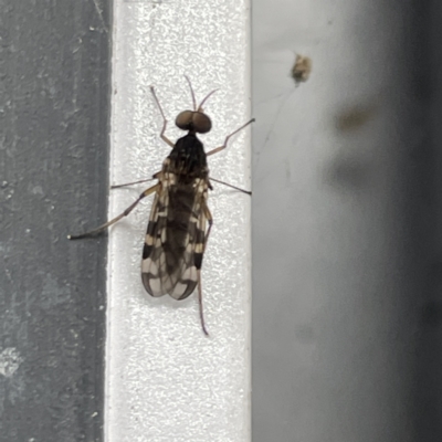 Sylvicola dubius (Wood-gnat) at Canberra, ACT - 28 Jul 2023 by Hejor1