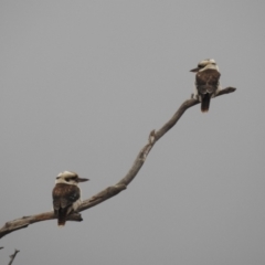 Dacelo novaeguineae (Laughing Kookaburra) at Lions Youth Haven - Westwood Farm A.C.T. - 28 Jul 2023 by HelenCross