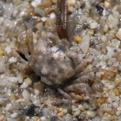 Unverified Crab, Prawn, Barnacle (Crustacea) at Wellington Point, QLD - 27 Jul 2023 by TimL