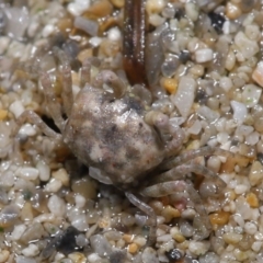 Unidentified Crab, Prawn, Barnacle (Crustacea) at Wellington Point, QLD - 27 Jul 2023 by TimL