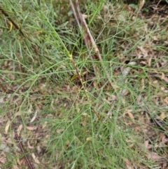 Petrophile pedunculata (Conesticks) at Ulladulla Wildflower Reserve - 28 Jul 2023 by MatthewFrawley