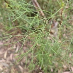 Petrophile pedunculata at Ulladulla, NSW - 28 Jul 2023