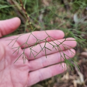 Petrophile pedunculata at Ulladulla, NSW - 28 Jul 2023