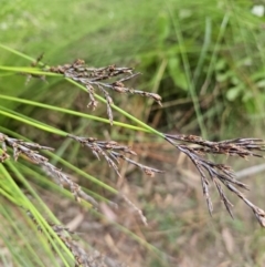 Lepidosperma urophorum (Tailed Rapier-sedge) at Ulladulla Wildflower Reserve - 28 Jul 2023 by MatthewFrawley