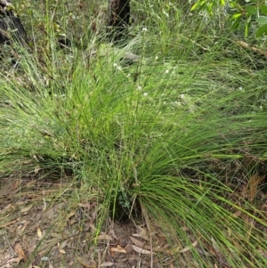 Lepidosperma urophorum at Ulladulla, NSW - 28 Jul 2023