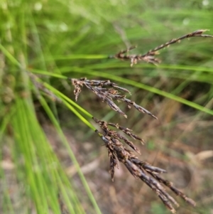 Lepidosperma urophorum at Ulladulla, NSW - 28 Jul 2023