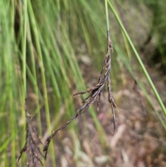 Lepidosperma urophorum at Ulladulla, NSW - 28 Jul 2023