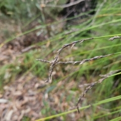 Lepidosperma urophorum at Ulladulla, NSW - 28 Jul 2023