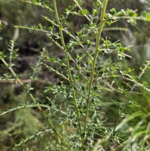 Bossiaea obcordata at Ulladulla, NSW - 28 Jul 2023