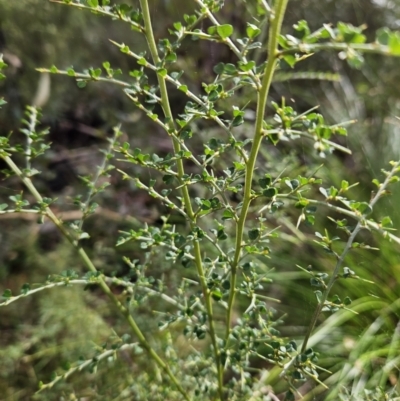 Bossiaea obcordata (Spiny Bossiaea) at Ulladulla Wildflower Reserve - 28 Jul 2023 by MatthewFrawley