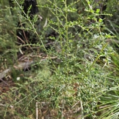 Bossiaea obcordata at Ulladulla, NSW - 28 Jul 2023 10:21 AM