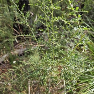 Bossiaea obcordata at Ulladulla, NSW - 28 Jul 2023