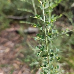 Bossiaea obcordata at Ulladulla, NSW - 28 Jul 2023