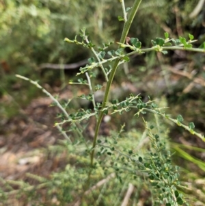 Bossiaea obcordata at Ulladulla, NSW - 28 Jul 2023