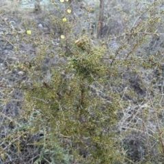 Acacia ulicifolia (Prickly Moses) at Paddys River, ACT - 23 Jul 2023 by dwise