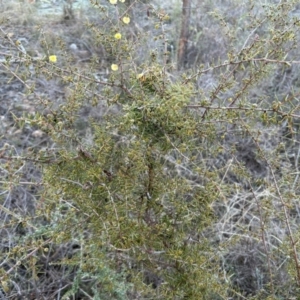 Acacia ulicifolia at Paddys River, ACT - 23 Jul 2023