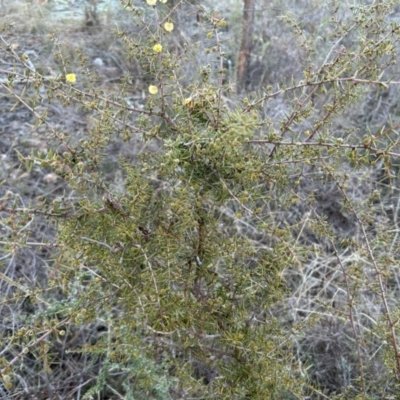 Acacia ulicifolia (Prickly Moses) at Paddys River, ACT - 23 Jul 2023 by dwise