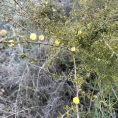 Acacia ulicifolia at Paddys River, ACT - 23 Jul 2023