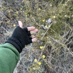 Acacia ulicifolia at Paddys River, ACT - 23 Jul 2023