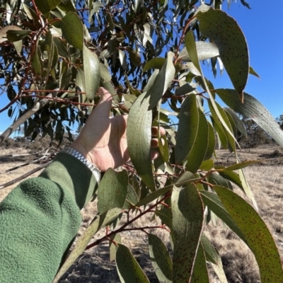 Eucalyptus pauciflora subsp. pauciflora (White Sally, Snow Gum) at Tuggeranong, ACT - 23 Jul 2023 by dwise