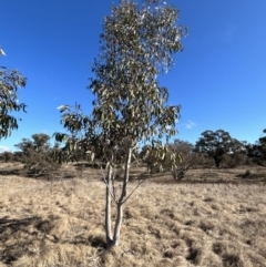 Eucalyptus pauciflora subsp. pauciflora at Tharwa, ACT - 23 Jul 2023 12:50 PM