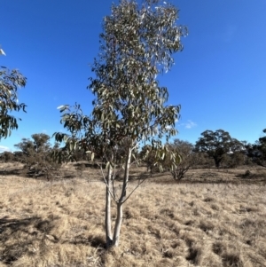 Eucalyptus pauciflora subsp. pauciflora at Tharwa, ACT - 23 Jul 2023 12:50 PM