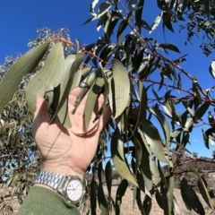 Eucalyptus pauciflora subsp. pauciflora at Tharwa, ACT - 23 Jul 2023 12:50 PM