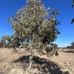 Eucalyptus pauciflora subsp. pauciflora at Tharwa, ACT - 23 Jul 2023 12:50 PM