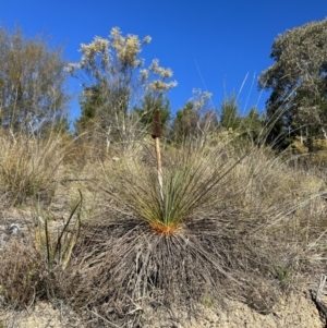 Xanthorrhoea glauca subsp. angustifolia at Paddys River, ACT - 24 Jul 2023
