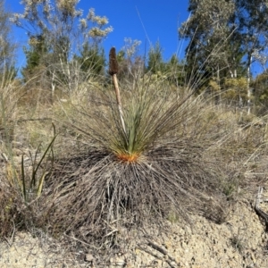 Xanthorrhoea glauca subsp. angustifolia at Paddys River, ACT - 24 Jul 2023